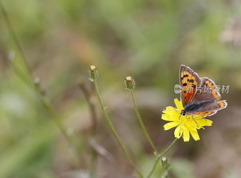 小铜蝶(Lycaena phlaeas)雌